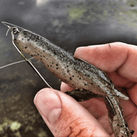 KEITECH Bass & Pike Scented Soft Bait Lure Noisy Flapper 3.5