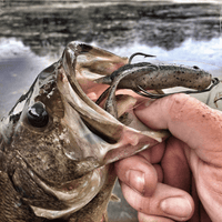 KEITECH Bass & Pike Scented Soft Bait Lure Noisy Flapper 3.5