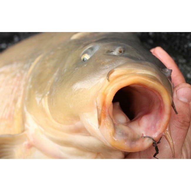Korda Mixa