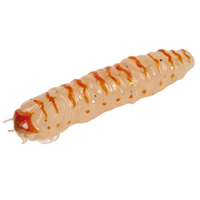 MOLIX Trout Fishing Soft Bait Lure CAIMANO WORM 1.5